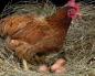 Tavukları bir iş olarak yumurtlamanın karı nedir?