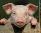 Yeni başlayanlar için domuz yetiştiriciliği Domuz yetiştiriciliği bakım bakımı