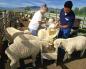 Criar ovejas para obtener carne en casa.
