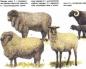 Колко тежат някои породи овце и овни, процентът на добива на месо от трупа