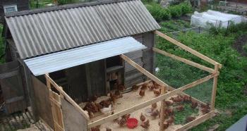 Kycklingaffärer: ett fuskblad för företagsamma fjäderfäuppfödare