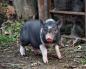 배불뚝이 베트남 돼지를 집에서 사육하는 팁